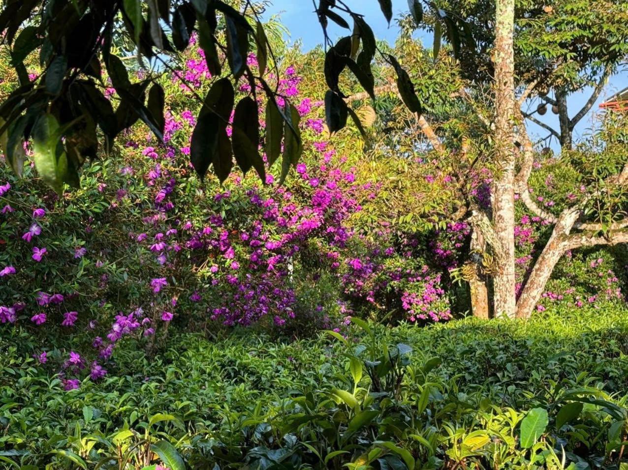 فيلا Tea Garden House باو لوك المظهر الخارجي الصورة