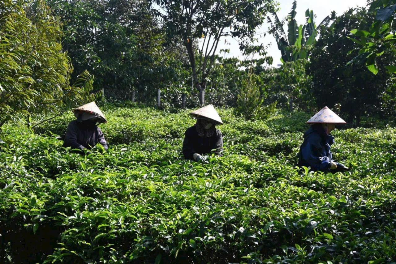 فيلا Tea Garden House باو لوك المظهر الخارجي الصورة