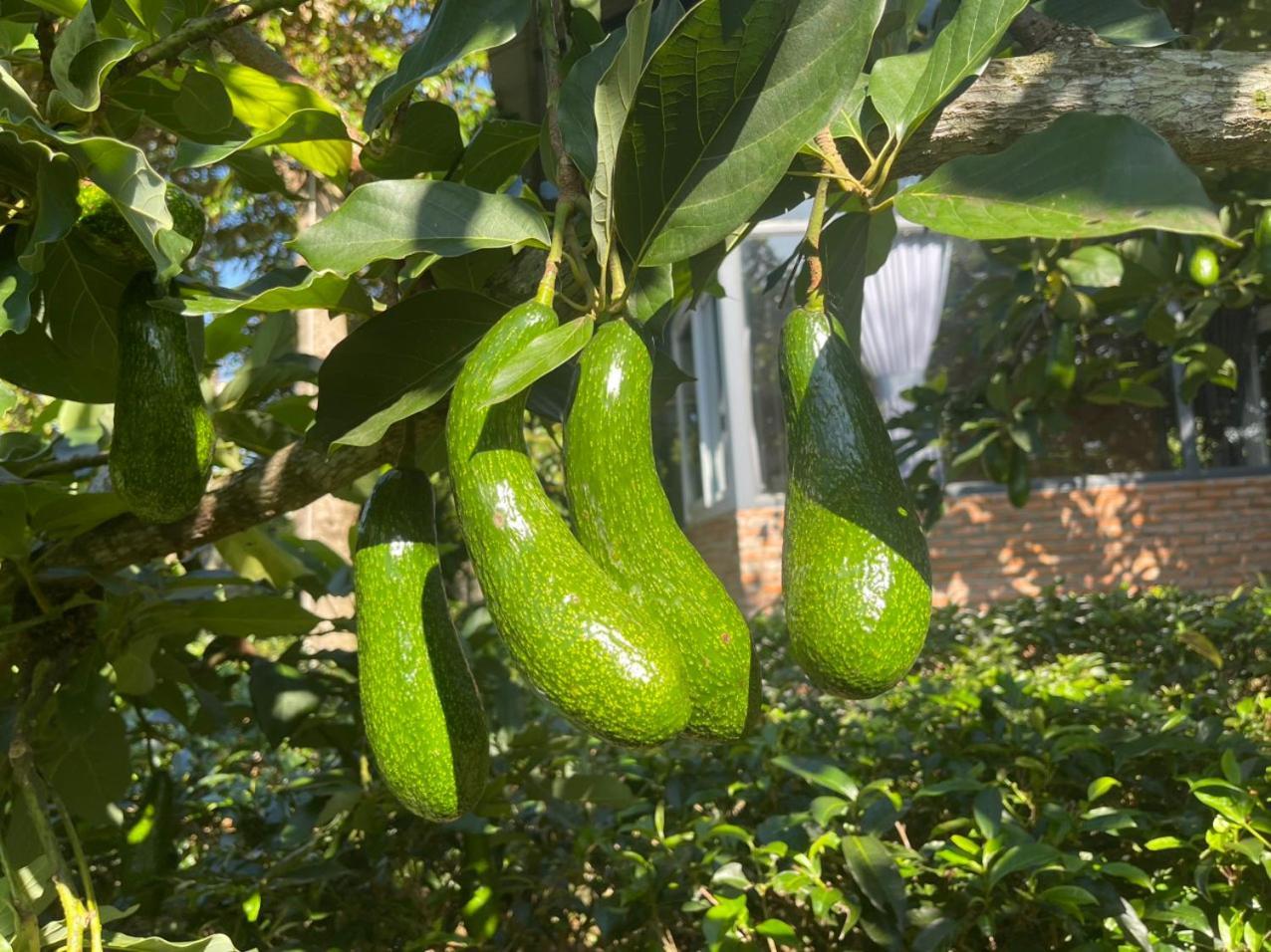 فيلا Tea Garden House باو لوك المظهر الخارجي الصورة